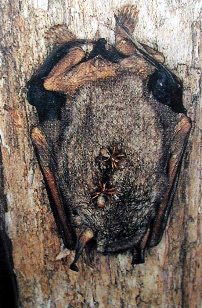 Bat fly -- Mystacinobia zelandica