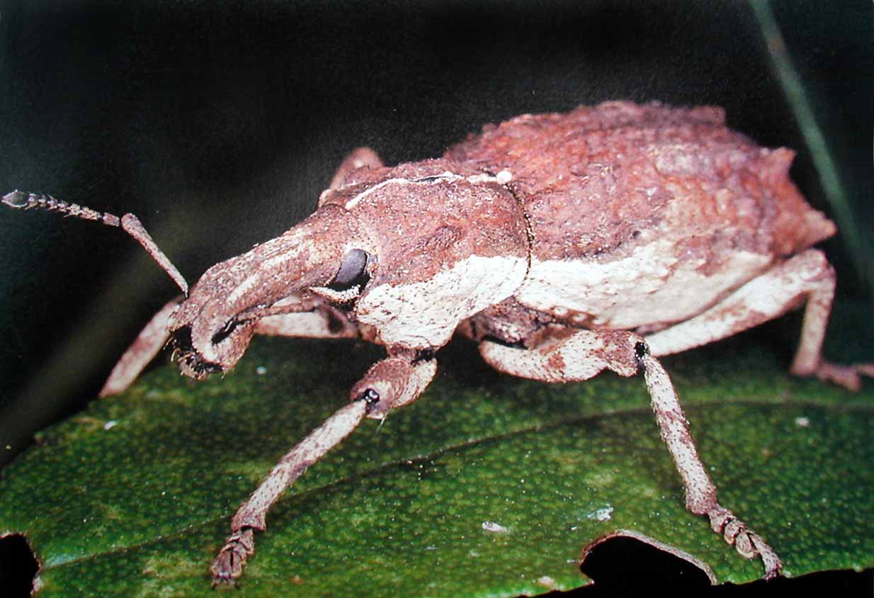 Stephens Island Weevil -- Anagotus stephenensis