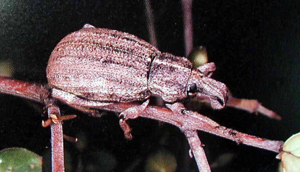 Flax weevil -- Anagotus fairburni