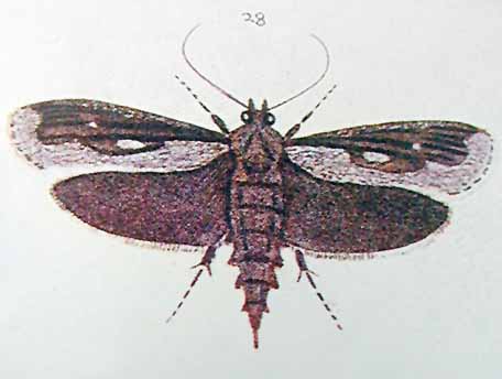 Titanomis sisyrota, from G.V.Hudson, 1928, Butterflies and Moths of N.Z.