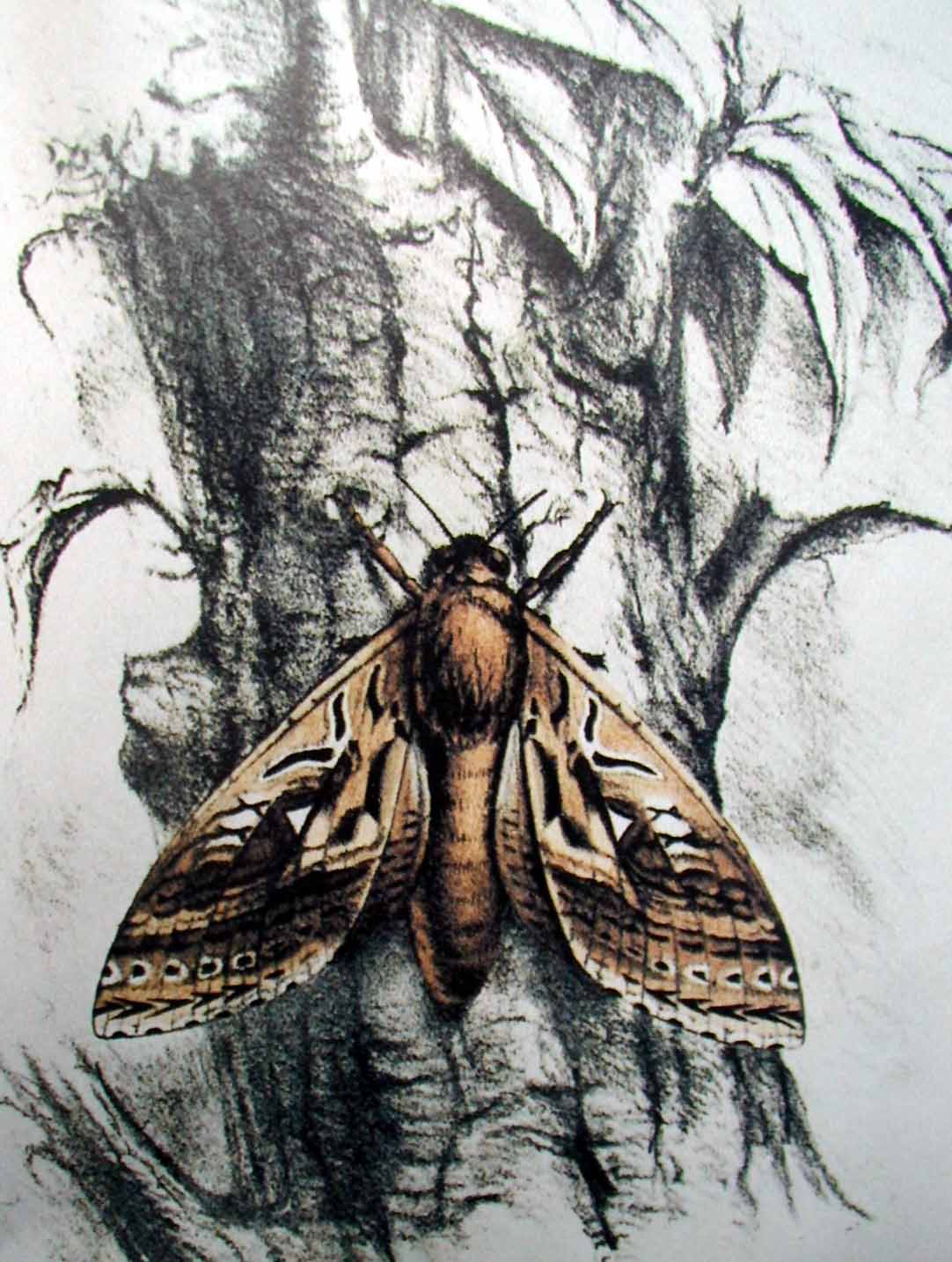 Buller's moth -- Aoraia mairi