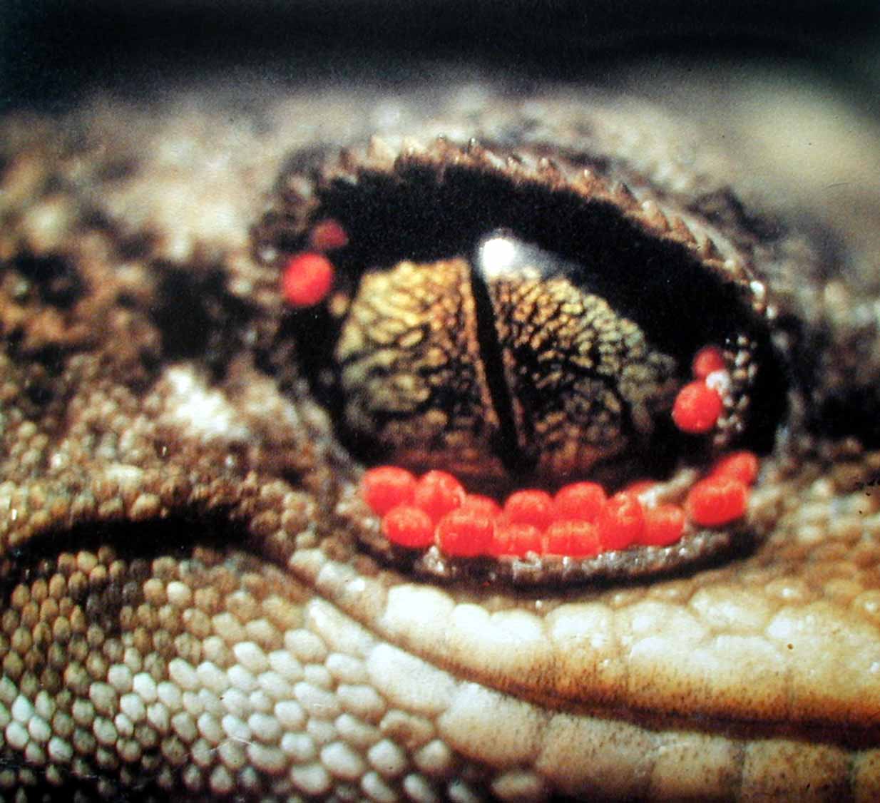 Blood-sucking mites (Geckobia hoplodactyli) on Duvaucel's gecko.